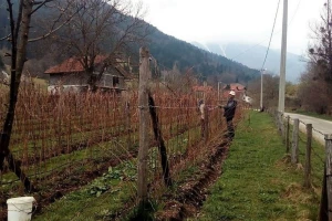 Evo šta je važno znati prilikom sadnje maline