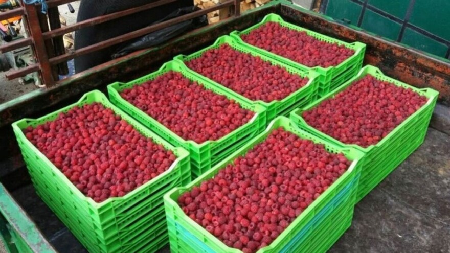 Isplaćen poticaj malinarima za prošlu godinu - ipak sačuvana liderska pozicija?