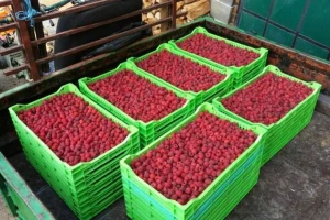 Malina rodila u novembru, ali voćari se ne raduju tome