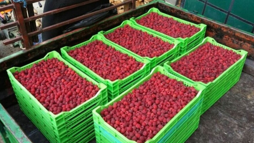 Malina rodila u novembru, ali voćari se ne raduju tome