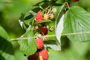 Maline orezujte u zavisnosti od faze uzgoja, po ovim preporukama