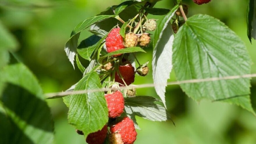 Maline orezujte u zavisnosti od faze uzgoja, po ovim preporukama