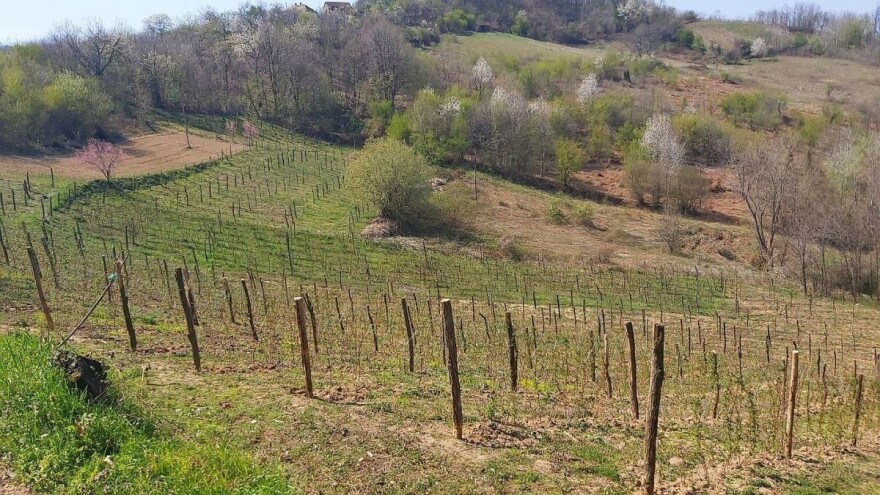 Vrijeme je da se uradi dublja obrada tla u malinjaku