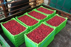 BiH proizvodi dovoljne količine voća za izvoz na evropsko tržište