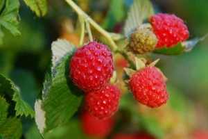 Suzbijte malininu bubu redovnom primjenom agrotehnike