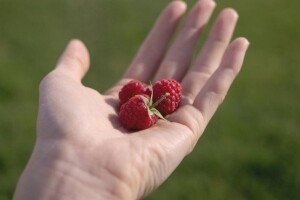 Stanje na tržištu maline dobro, nadležni očekuju da se voćari opet okrenu ovoj vrsti