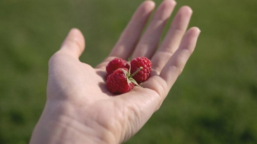Stanje na tržištu maline dobro, nadležni očekuju da se voćari opet okrenu ovoj vrsti