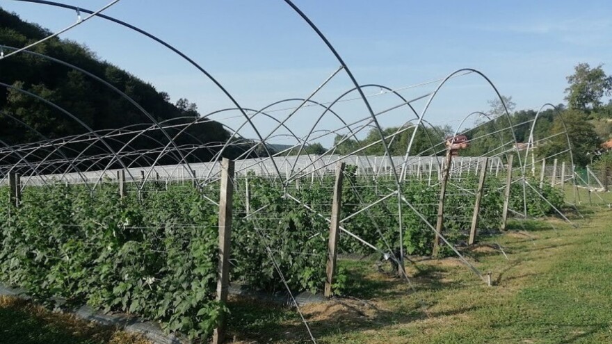 Tula magic - aromatična malina koja trpi transport u svježem stanju