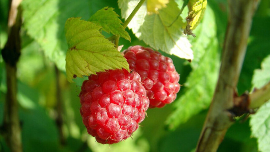 Malinari nezadovoljni otkupnom cenom