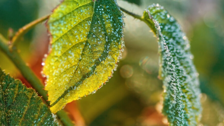 Suzbijanje grinje maline