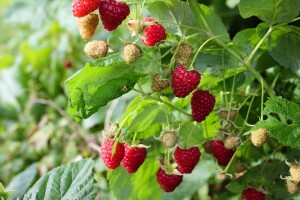 Kako spriječiti sušenje korijena maline?