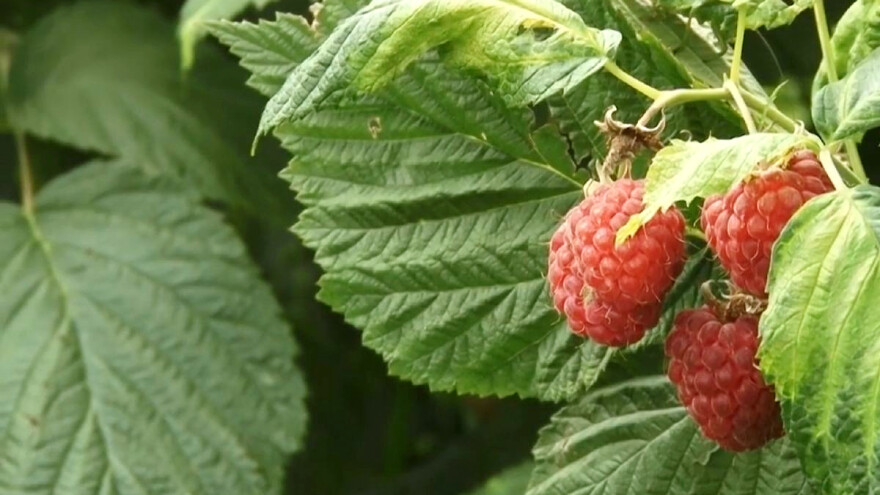 Da li će cena maline biti dobra i ove godine?
