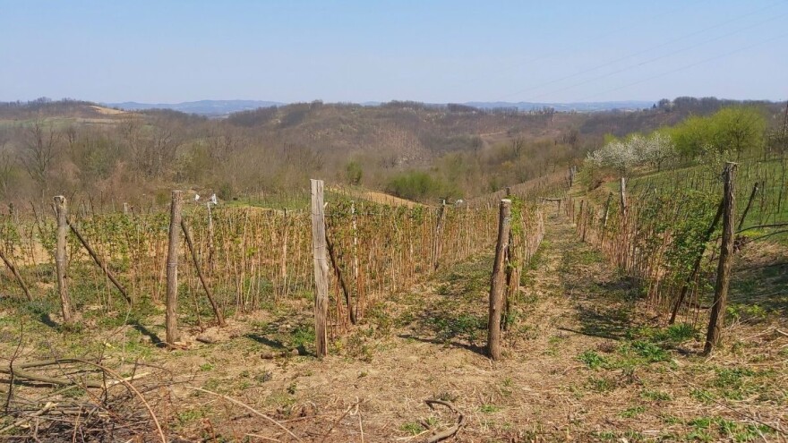 Iako malinu prate mnogi problemi, Gajići iz Krupnja ne odustaju od nje