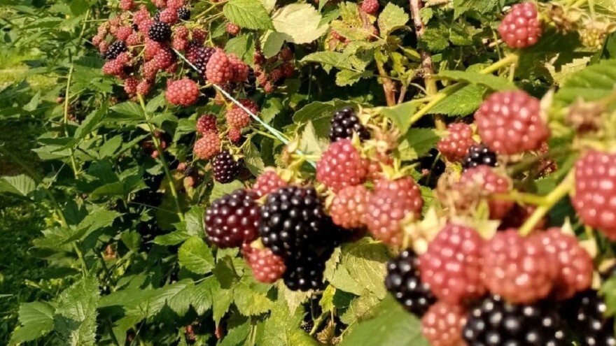 Vrijeme krajem avgusta pogodovalo dozrijevanju usjeva