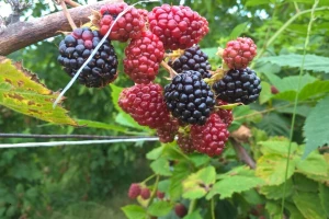 Niska cena kupine krči zasade po Srbiji