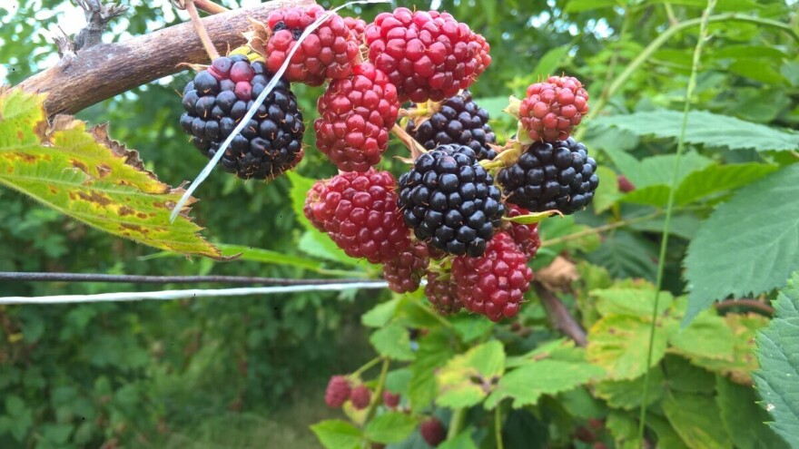 Niska cena kupine krči zasade po Srbiji