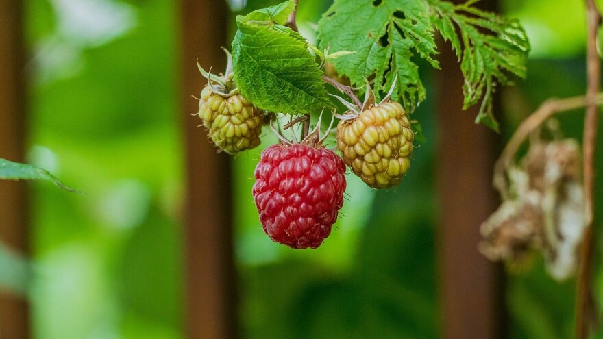 Kad je najbolji trenutak za sadnju maline?