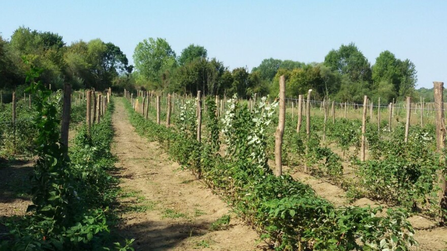 Kako uzgajati malinu Enrosadiru