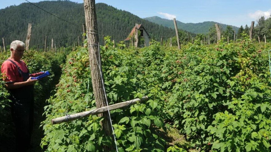 Postojeći vremenski uslovi pogoduju fitoftori maline - zaštitite voćke