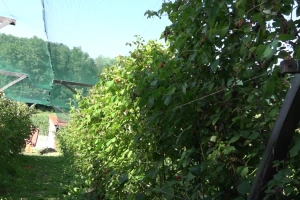 Zaštita maline nakon berbe i zašto đubrenje KAN-om nije preporučljivo?
