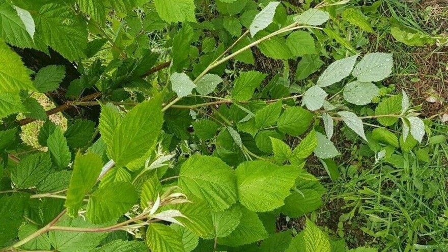 Kišovito proljeće pogodovalo bolestima kupine i maline