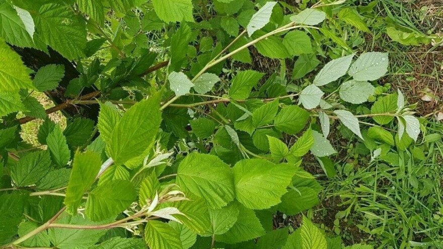 Kišovito proleće pogoduje bolestima kupine i maline - zaštitite voće