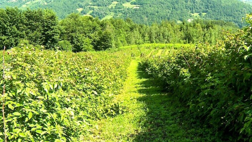 Malina: Rod je dobar, ali niko neće da je bere