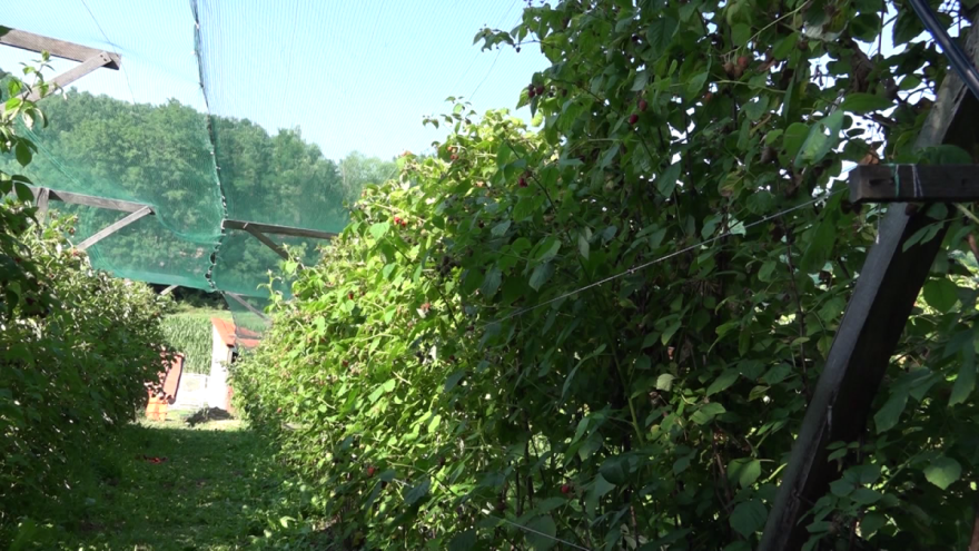 Zaštita maline nakon berbe i zašto đubrenje KAN-om nije preporučljivo?