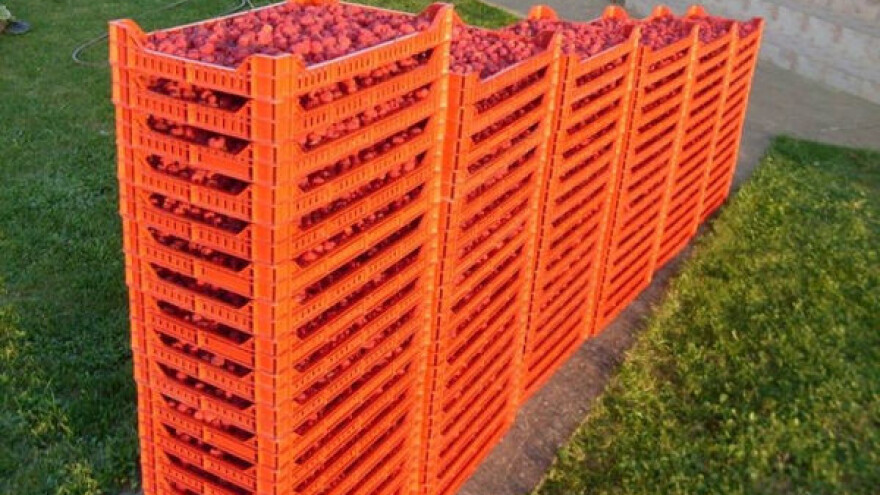 Polanu razgrabili poslastičari