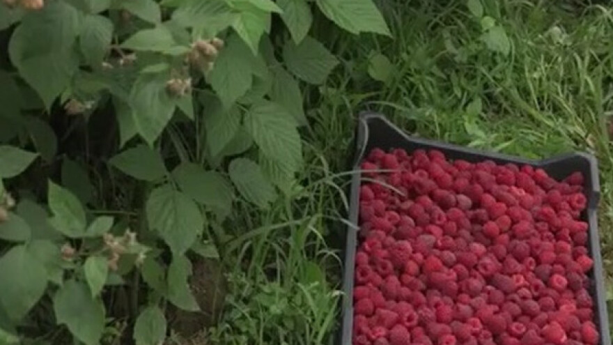 Proizvodnja maline sve popularnija i u Vojvodini
