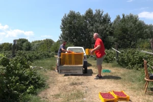 Hladnjačari izvoze maline po damping cenama, proizvođači nisu isplaćeni?