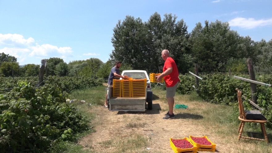Hladnjačari izvoze maline po damping cenama, proizvođači nisu isplaćeni?
