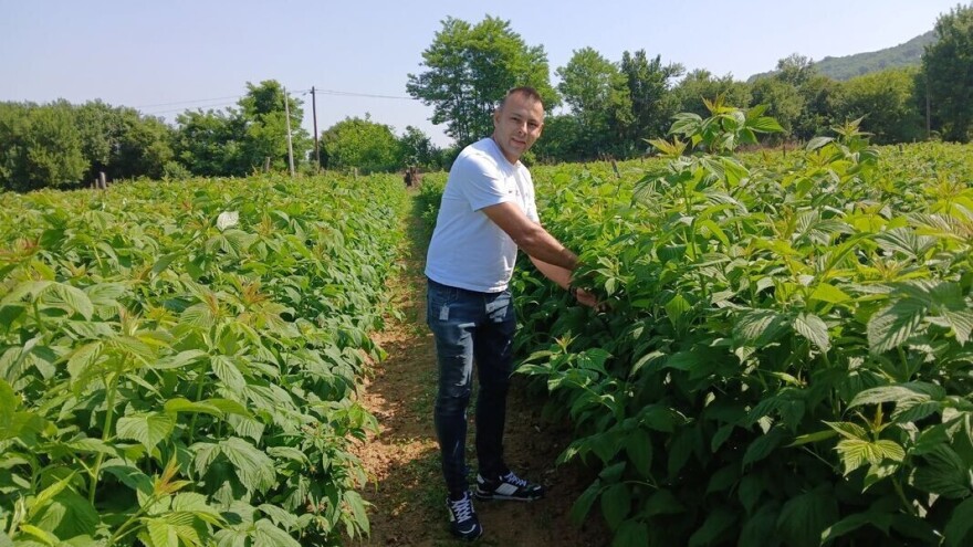 Malinar Ninoslav Mišić nada se solidnom prinosu i ceni od 500 din/kg