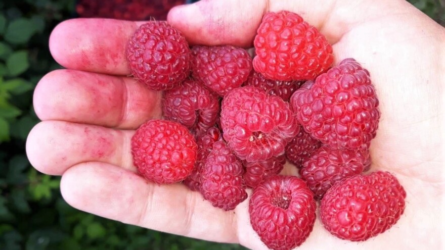 Za malinu - 250 dinara?