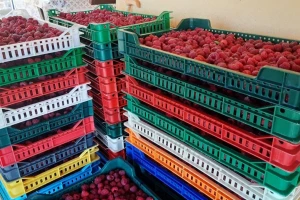 Najjeftinija malina u Arilju - rezultat monopola hladnjačara?