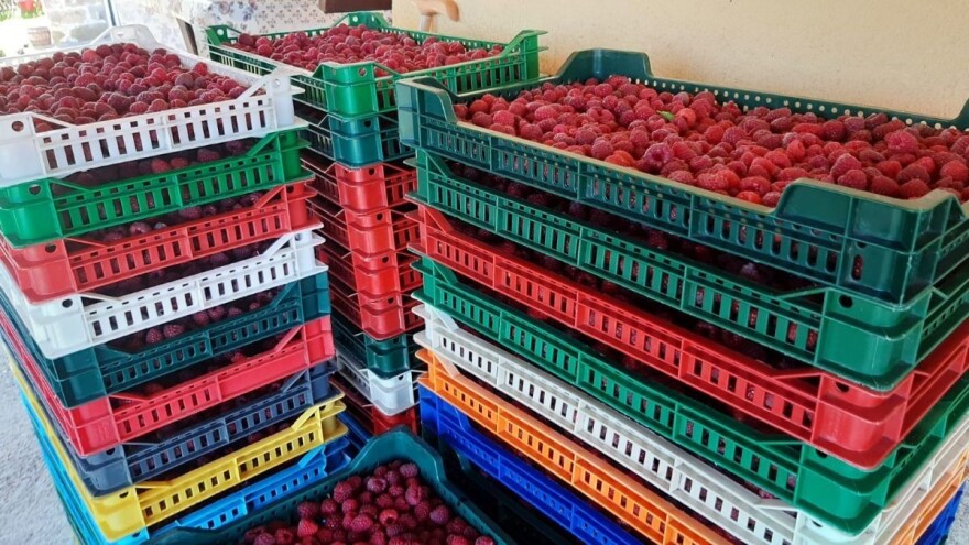 Najjeftinija malina u Arilju - rezultat monopola hladnjačara?