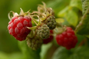 Rekorderke po proizvodnji malina sa planine Željin