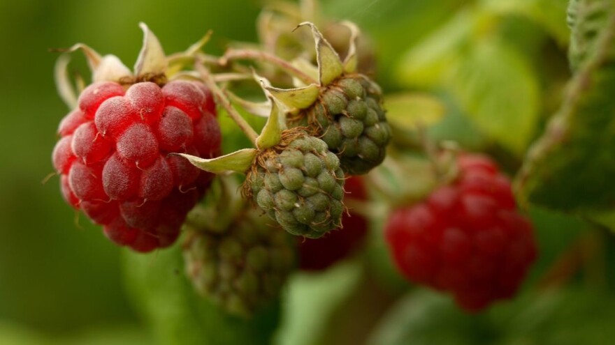 Rekorderke po proizvodnji malina sa planine Željin