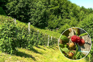 Kako produžiti zrenje plodova maline do zime