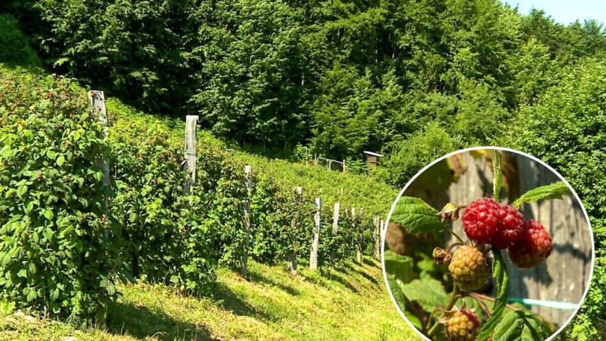 Kako produžiti zrenje plodova maline do zime