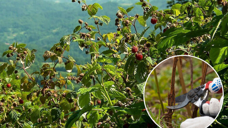 Zaštita maline poslije berbe i uklanjanja dvogodišnjih izdanaka