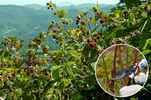 Nakon berbe, malinjak pripremite za narednu godinu