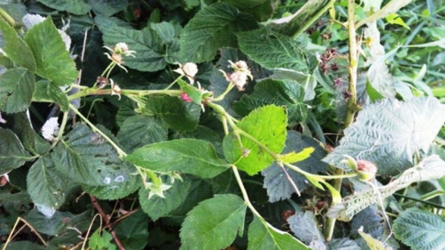 Osnovano udruženje &quot;Bački malinari&quot;