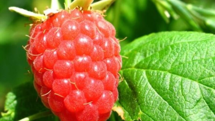 Malina i kupina u sustavu poticaja