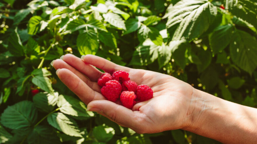 Berač malina zaradi više od proizvođača