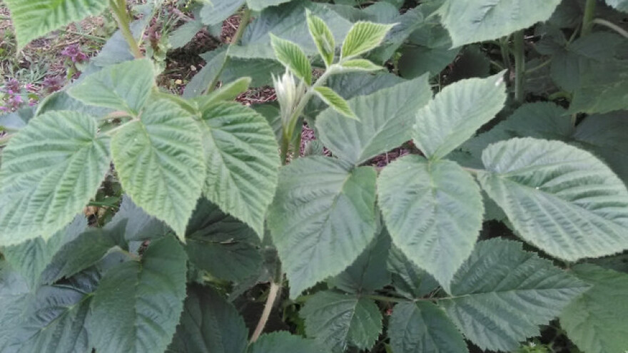 Berba maline: cena niska, prinosi slabi