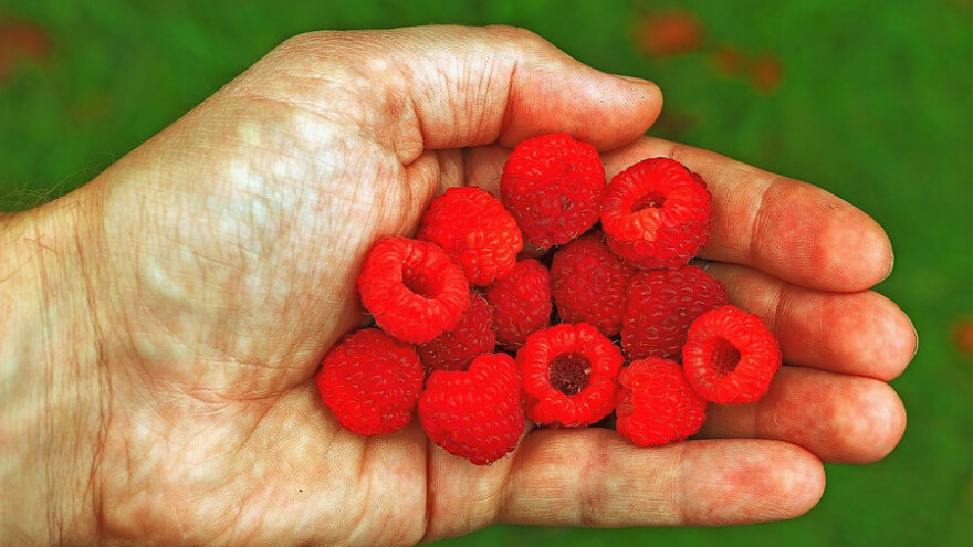 Hoće li dobiti 1,82 KM za kilogram malina?
