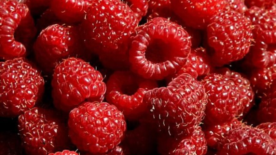 Hrvatske maline za Skandinaviju