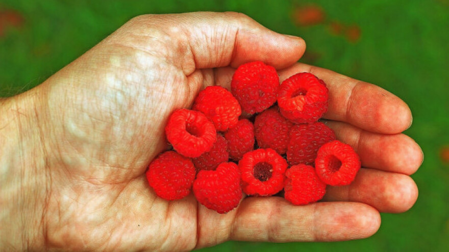 Maline podbacile, jedna lanjska kao tri ovogodišnje