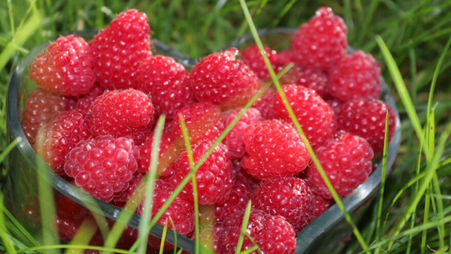 Malina -  ima prostora i za veću proizvodnju i veću potrošnju